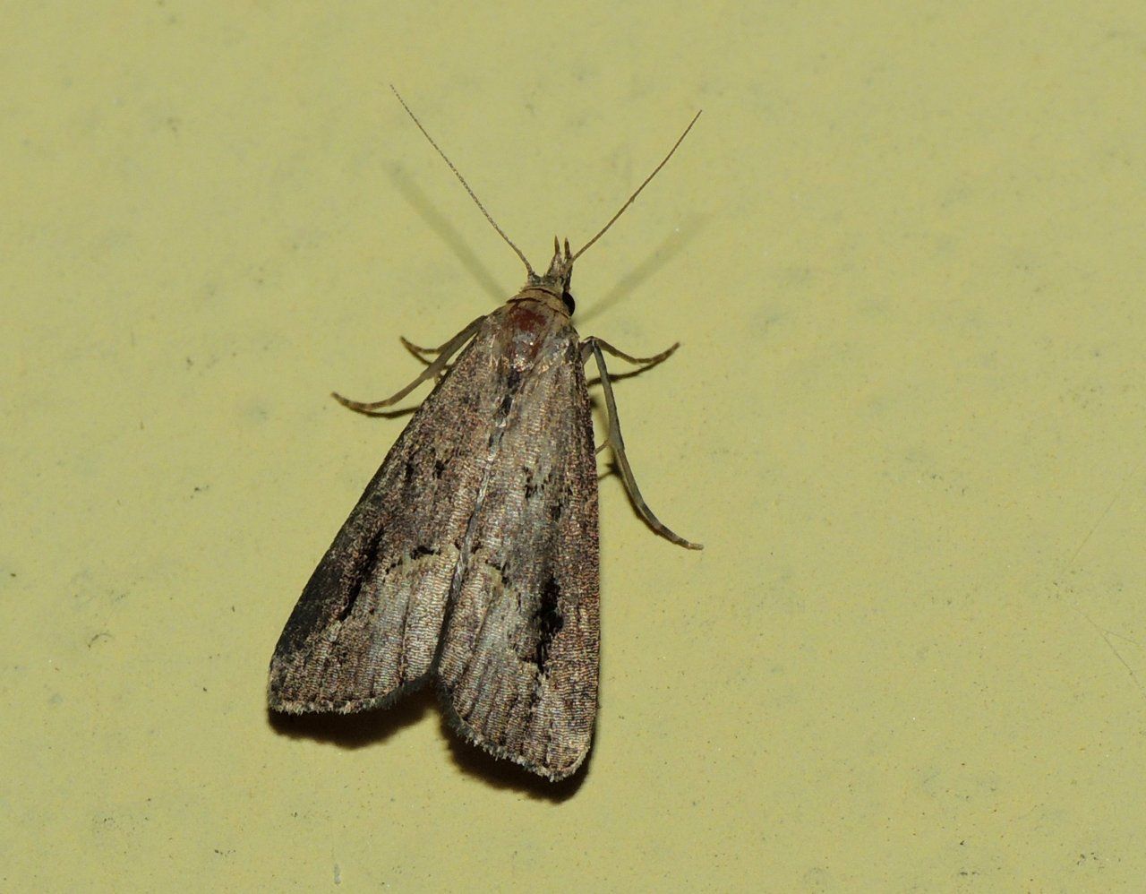 Identificazione Falene