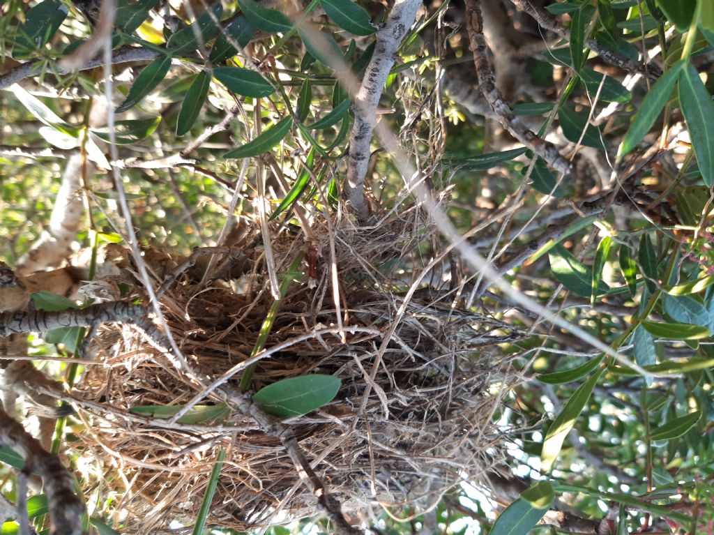 A chi appartiene questo nido?