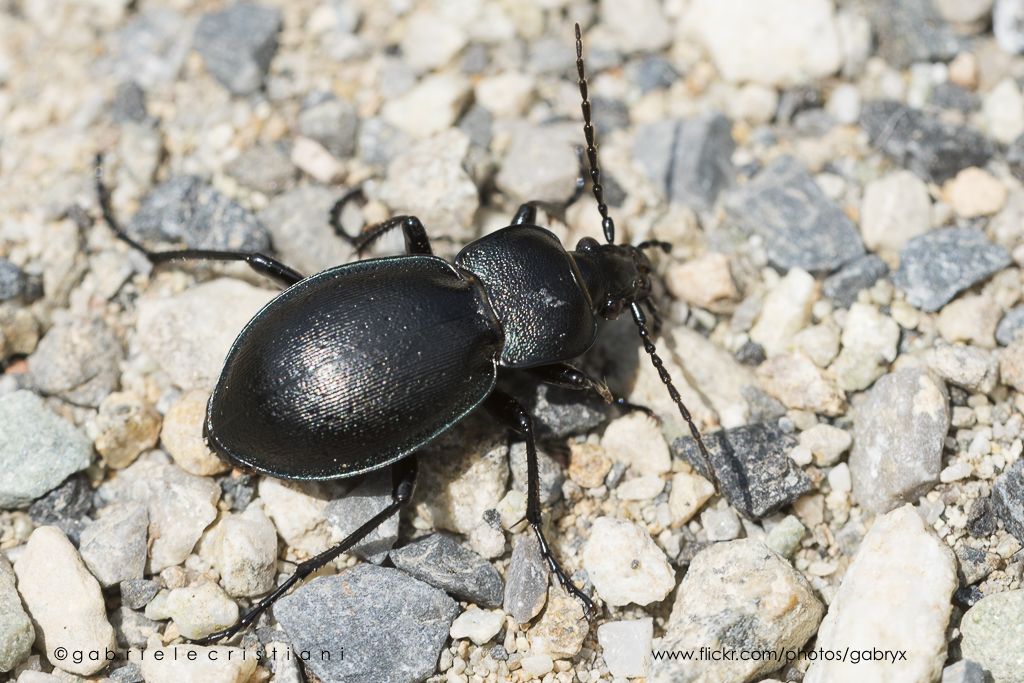 Carabus (Tomocarabus) convexus