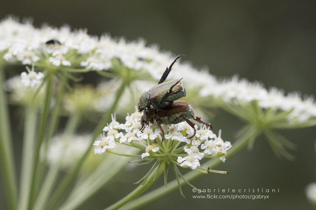 Rutelidae: Hoplia argentea