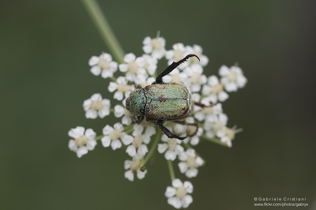 Rutelidae: Hoplia argentea