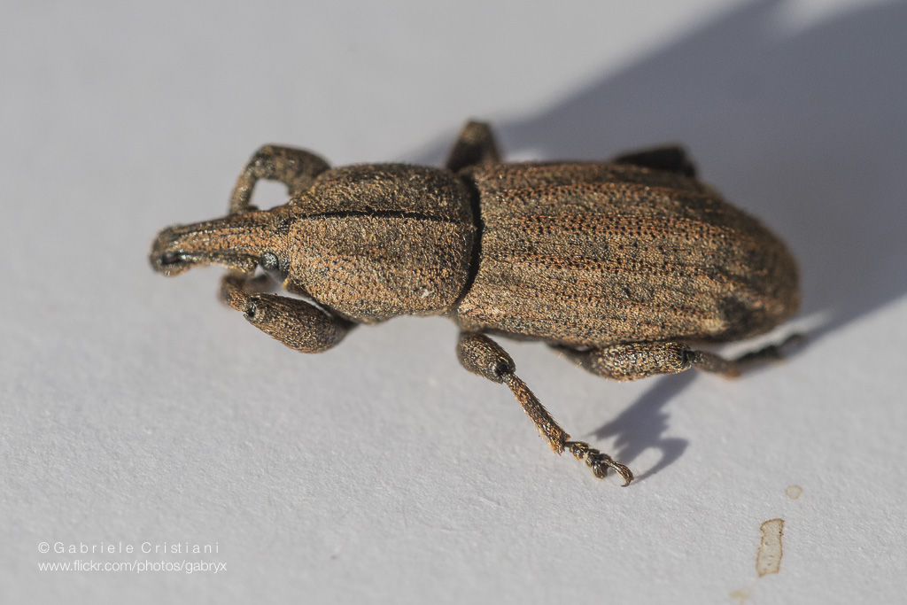 Curculionidae: Neoplinthus tigratus granulatus