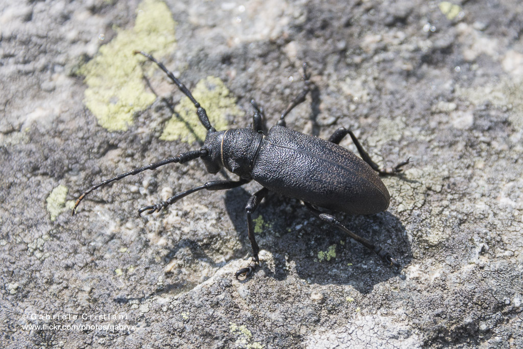 Cerambycidae: Morimus sp.?  No, Lamia textor