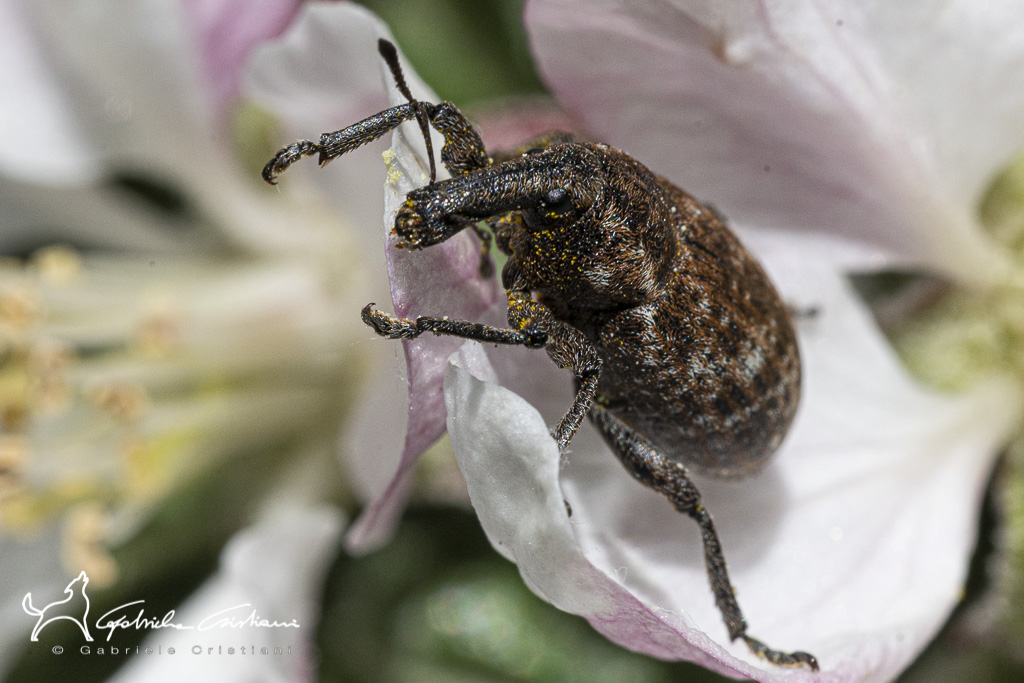 Lepyrus armatus o capucinus?  Lepyrus capucinus