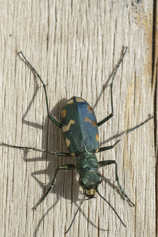 Cicindela gallica