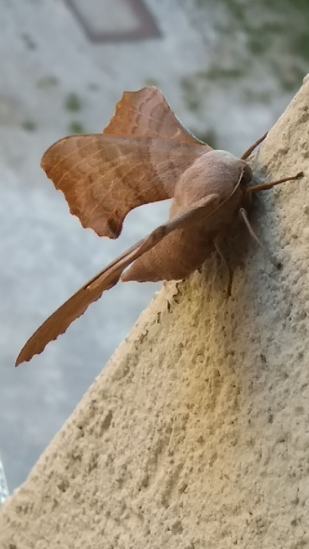 E tu chi sei......? Laothoe populi (Sphingidae)