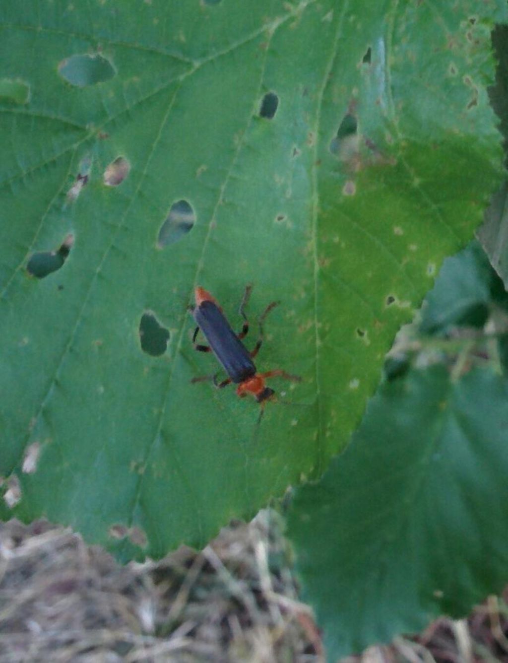 Cantharidae: Cantharis livida