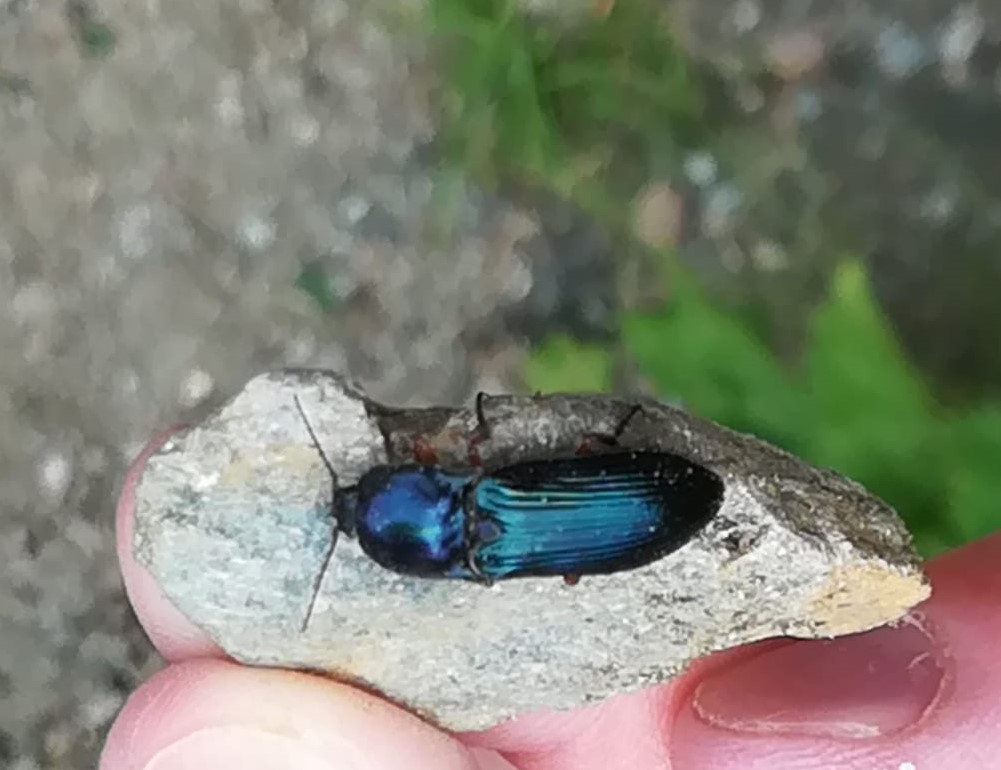 Coleottero blu:  Selatosomus aeneus (Elateridae)