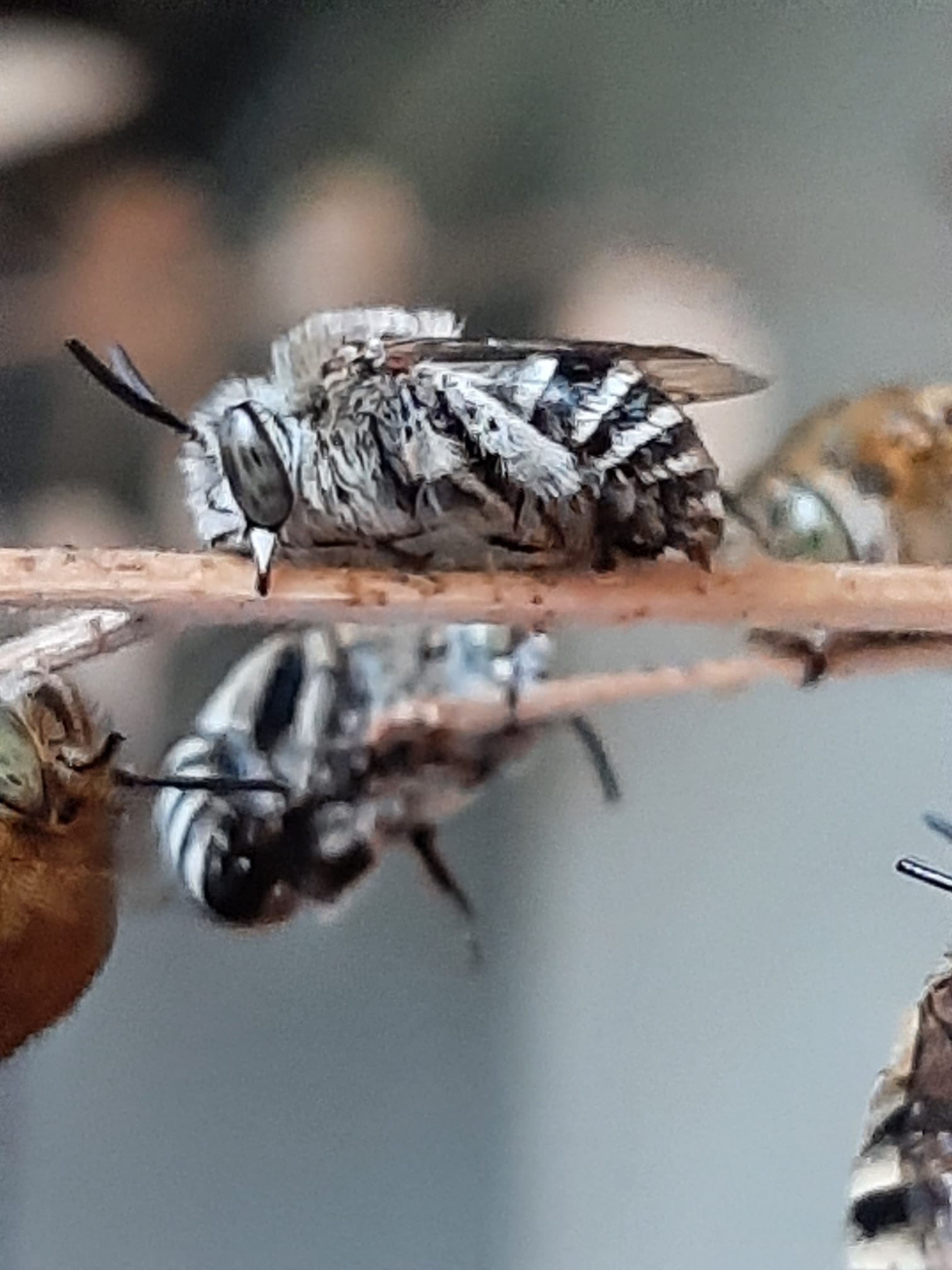 Imenotteri da identificare.. Apidae Anthophorinae? S, Amegilla sp.