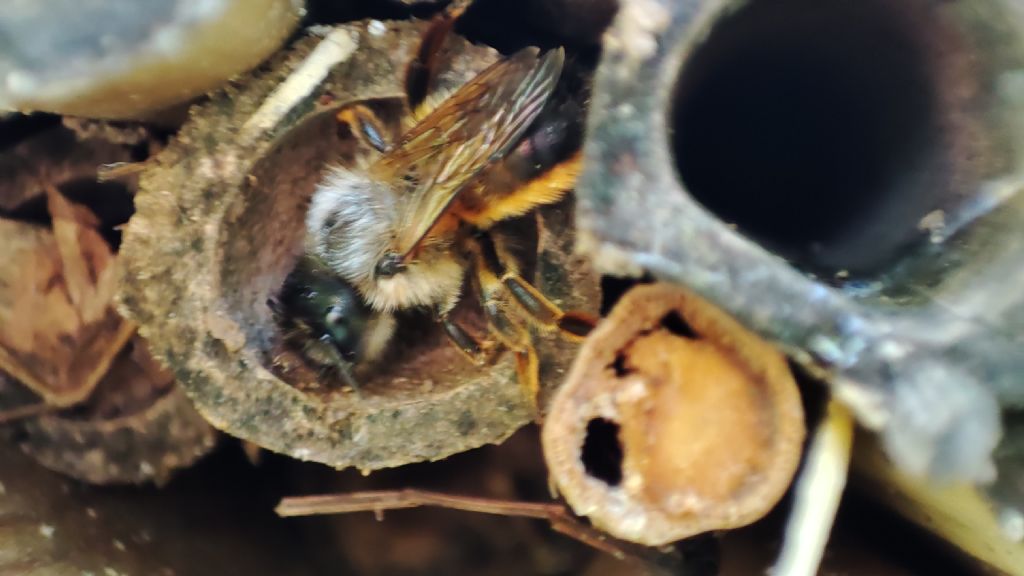 Osmia