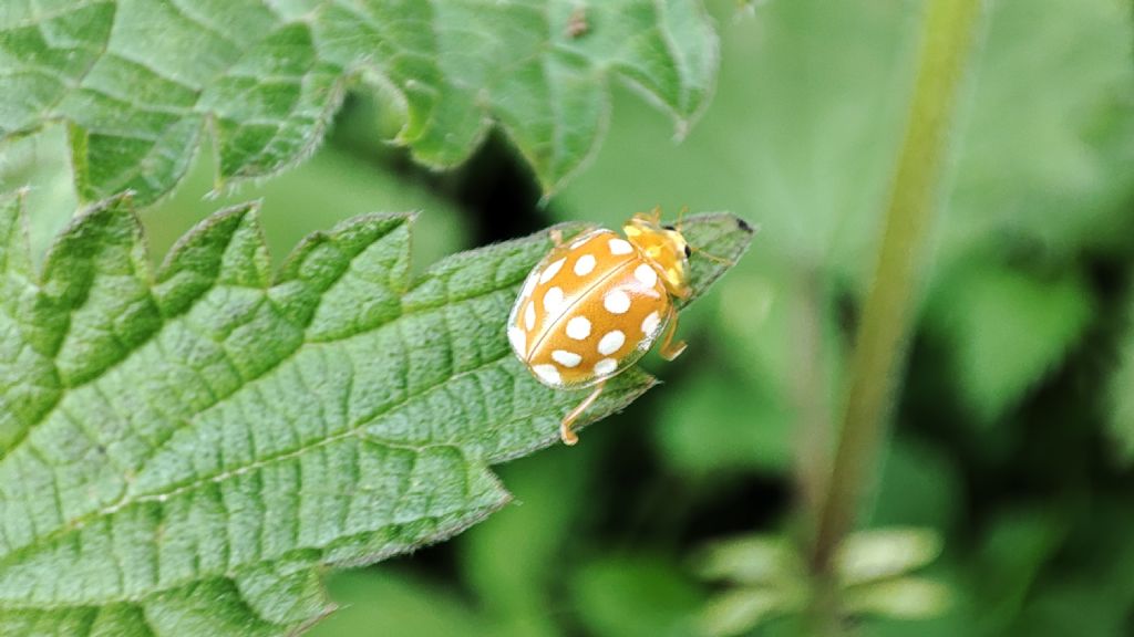 Coccinellidae: Halyzia sedecimguttata