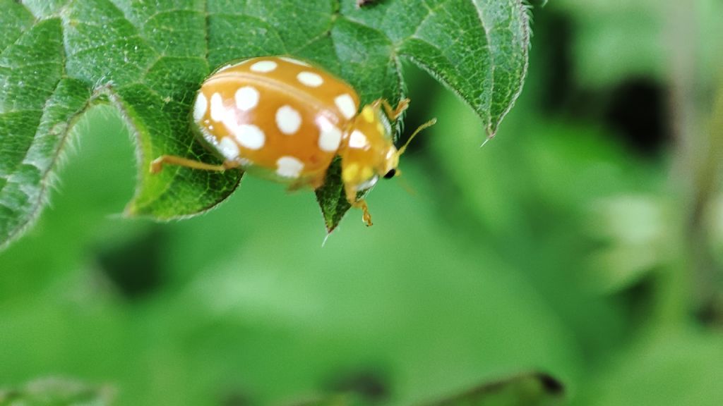 Coccinellidae: Halyzia sedecimguttata