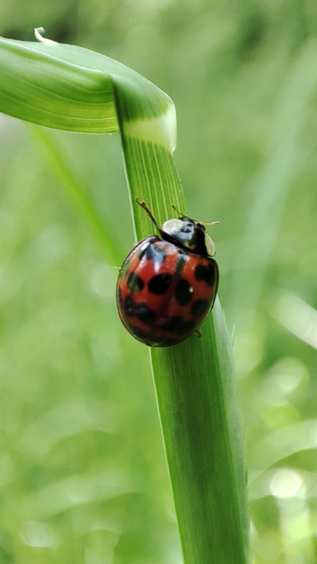 Coccinellidae: Harmonia axyridis