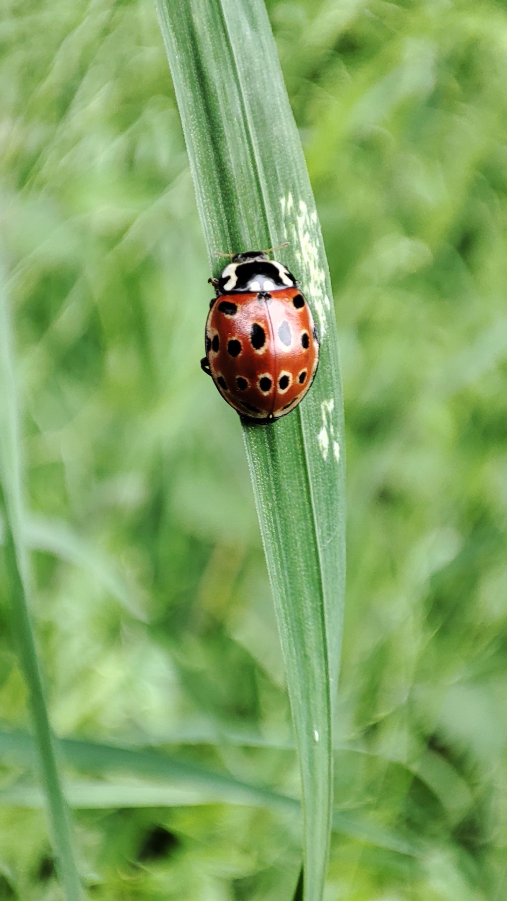 Coccinellidae: Anatis ocellata