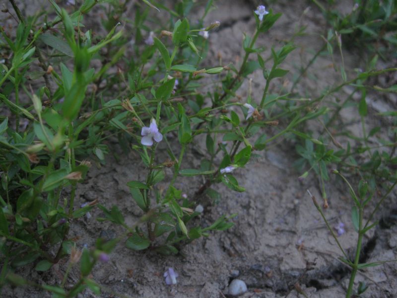 Piante rare palustri quasi scomparse dalla Pianura padana