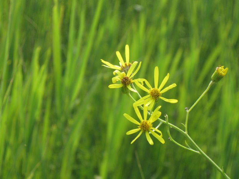 Preziosa ed inestimabile area umida