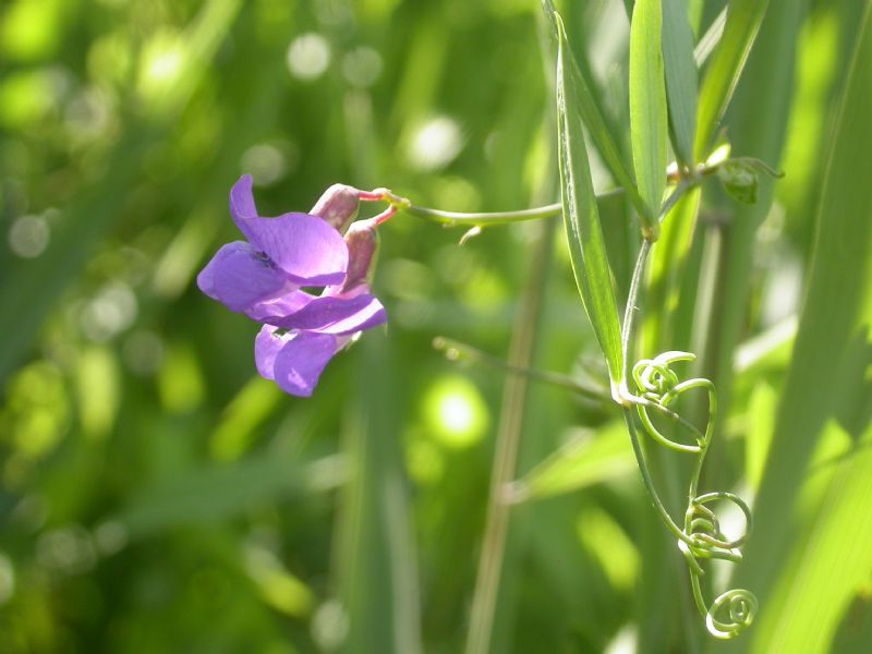 Preziosa ed inestimabile area umida