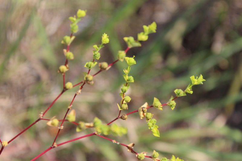 Euphorbia platyphyllos