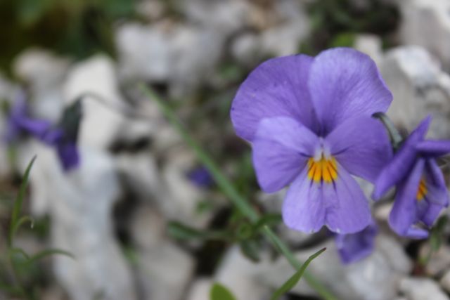 ribadiamo un distinguo tra due specie del  genere Viola