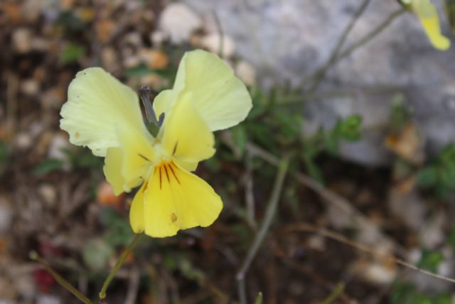 ribadiamo un distinguo tra due specie del  genere Viola