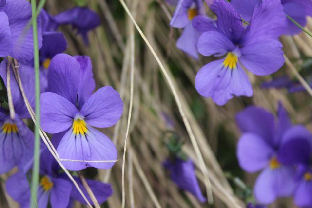 ribadiamo un distinguo tra due specie del  genere Viola