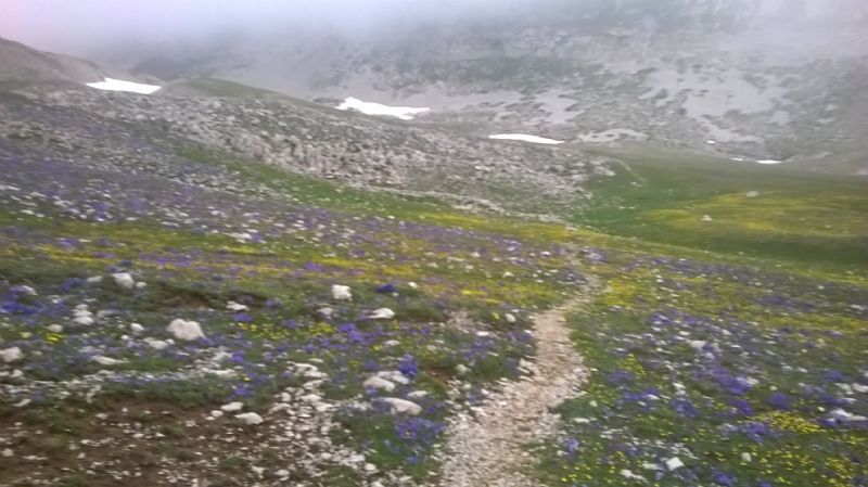 ribadiamo un distinguo tra due specie del  genere Viola