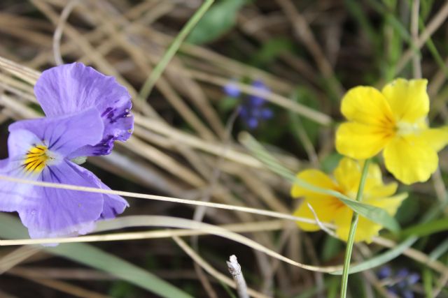 ribadiamo un distinguo tra due specie del  genere Viola