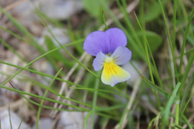 ribadiamo un distinguo tra due specie del  genere Viola