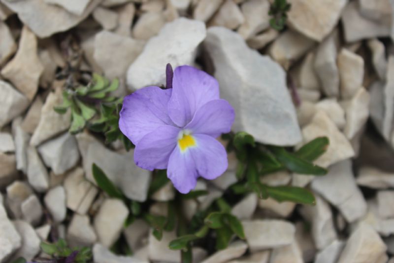 ribadiamo un distinguo tra due specie del  genere Viola