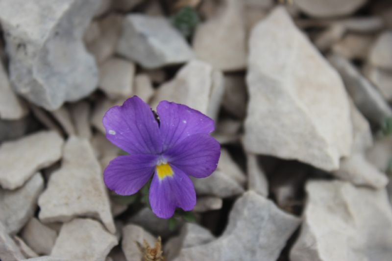 ribadiamo un distinguo tra due specie del  genere Viola