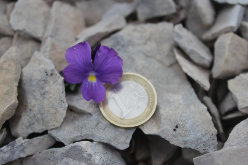 ribadiamo un distinguo tra due specie del  genere Viola