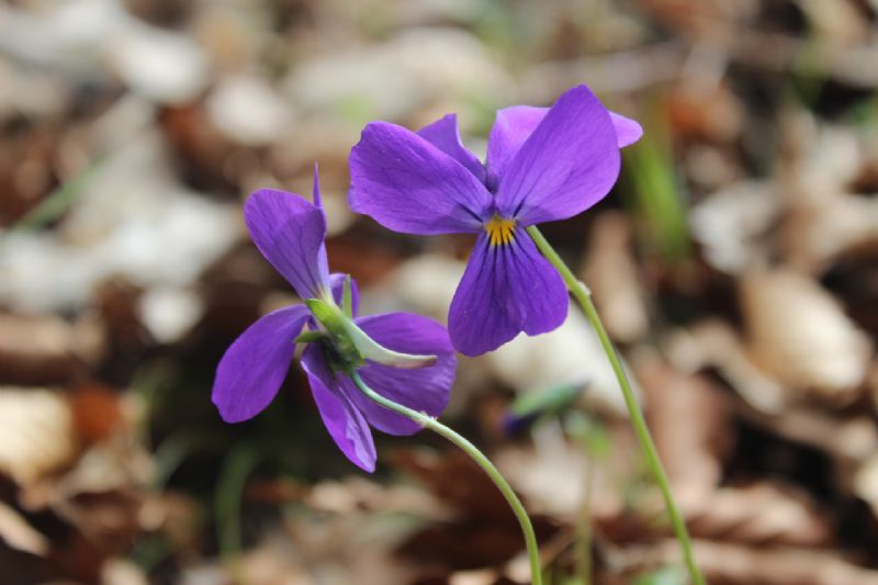 le Viole dei Monti Picentini