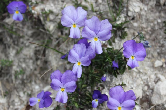 le Viole dei Monti Picentini