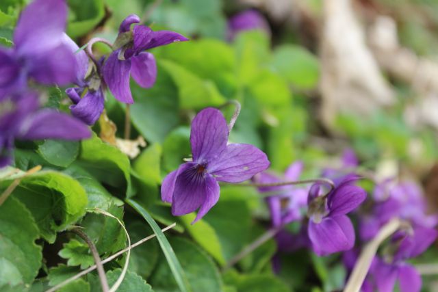 le Viole dei Monti Picentini