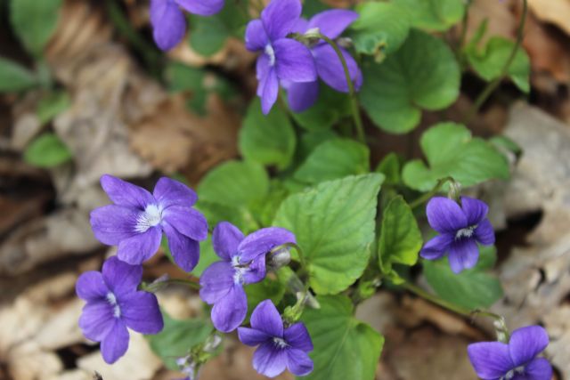 le Viole dei Monti Picentini