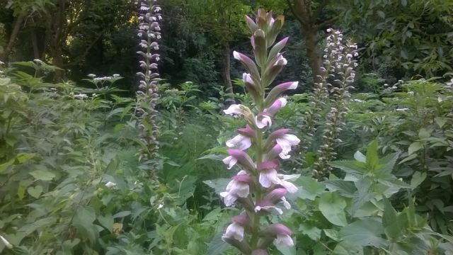 Pianta dell''Abruzzo - Acanthus mollis