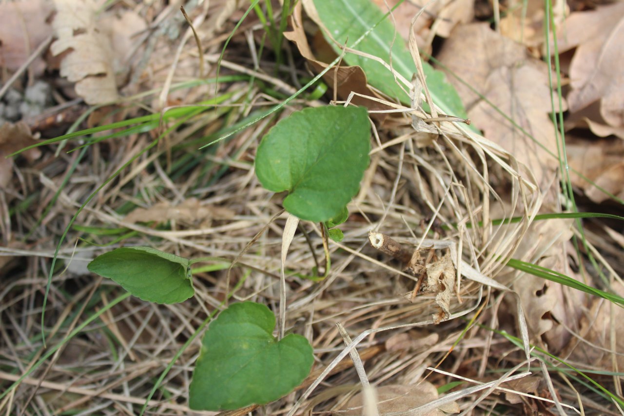 Viola pyrenaica ?