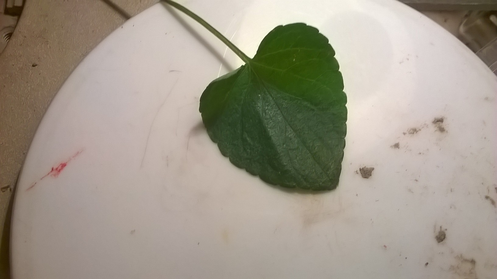 Viola pyrenaica ?