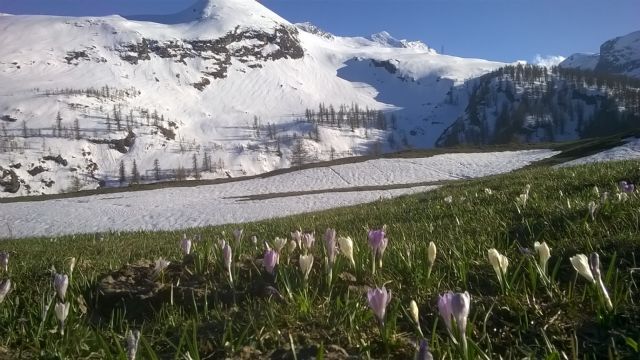 Viola rupestris in una valle selvaggia