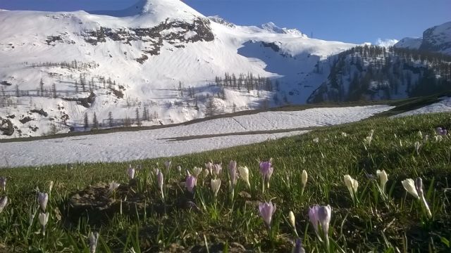 Viola rupestris in una valle selvaggia