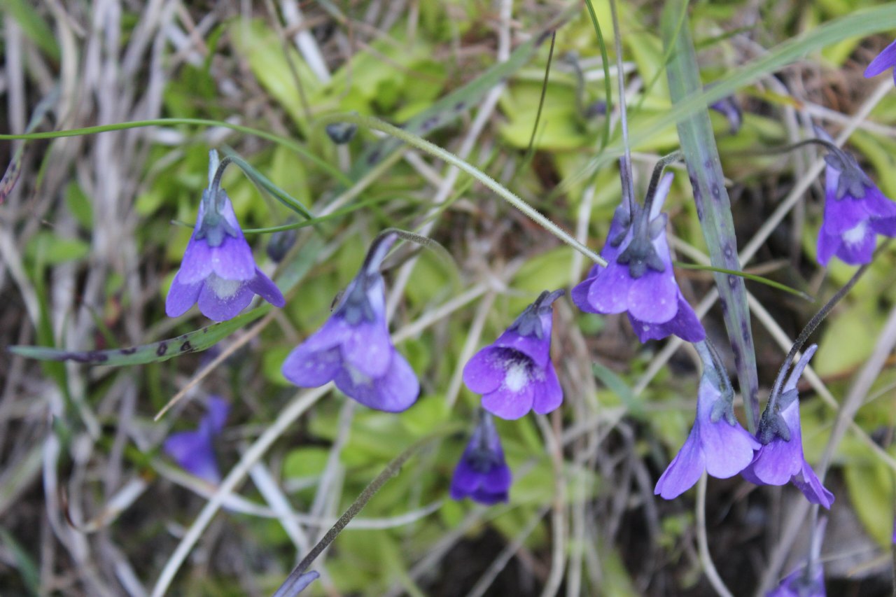 Viola rupestris in una valle selvaggia