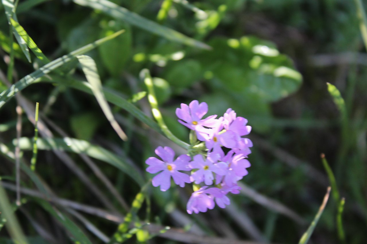 Viola rupestris in una valle selvaggia