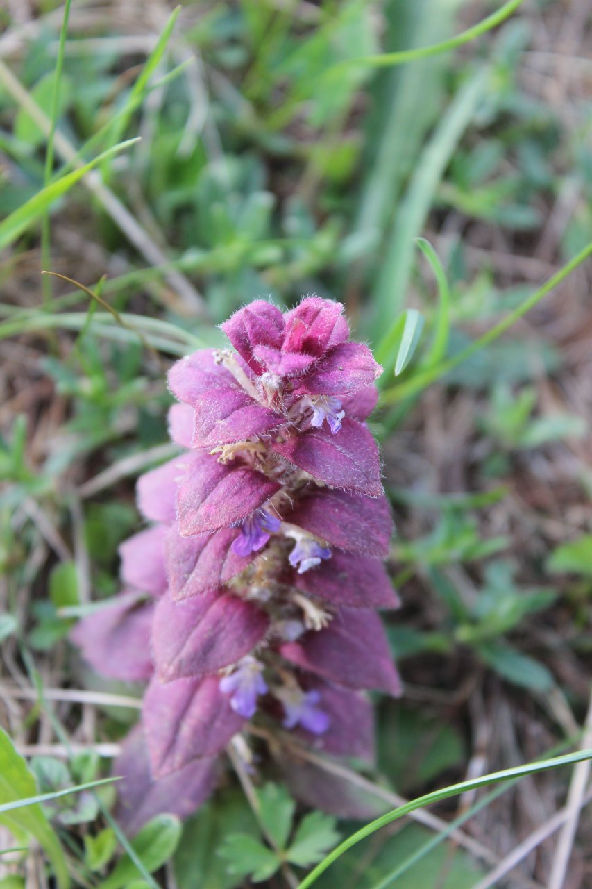 Viola rupestris in una valle selvaggia