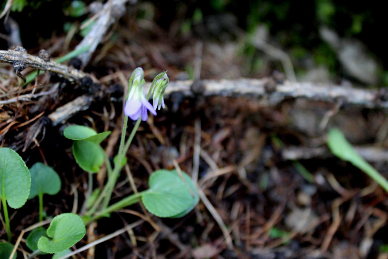 Viola rupestris in una valle selvaggia