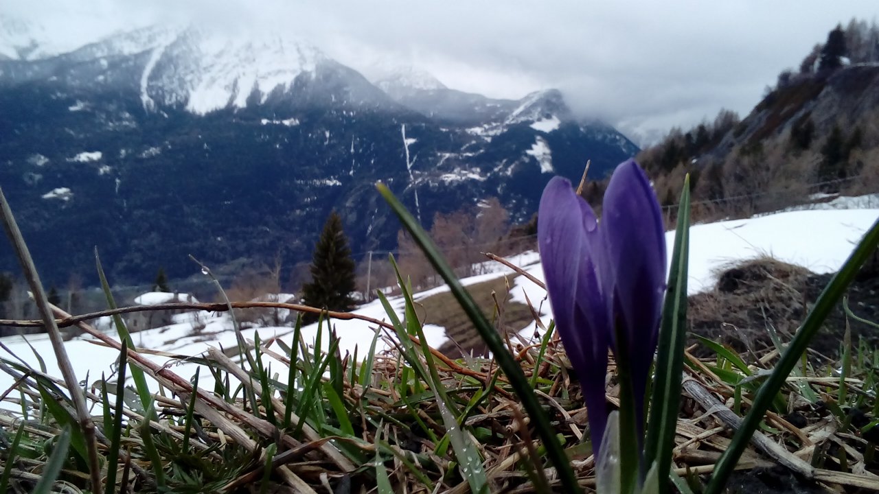 primavera in Valle d''Aosta; confronto con una rara e difficile Viola- REIMPOSTATO