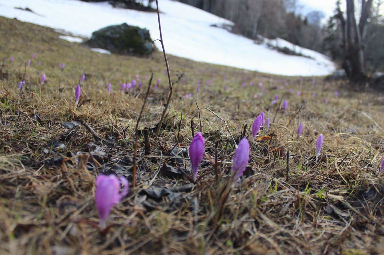 primavera in Valle d''Aosta; confronto con una rara e difficile Viola- REIMPOSTATO