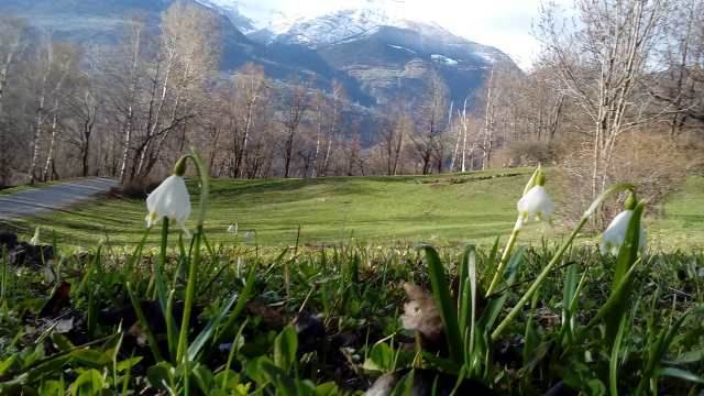 primavera in Valle d''Aosta; confronto con una rara e difficile Viola- REIMPOSTATO