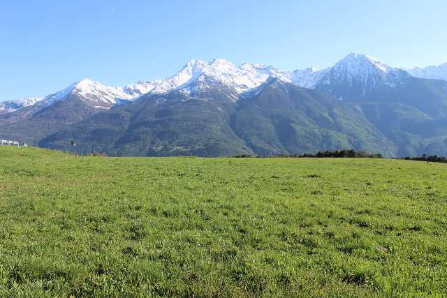 primavera in Valle d''Aosta; confronto con una rara e difficile Viola- REIMPOSTATO