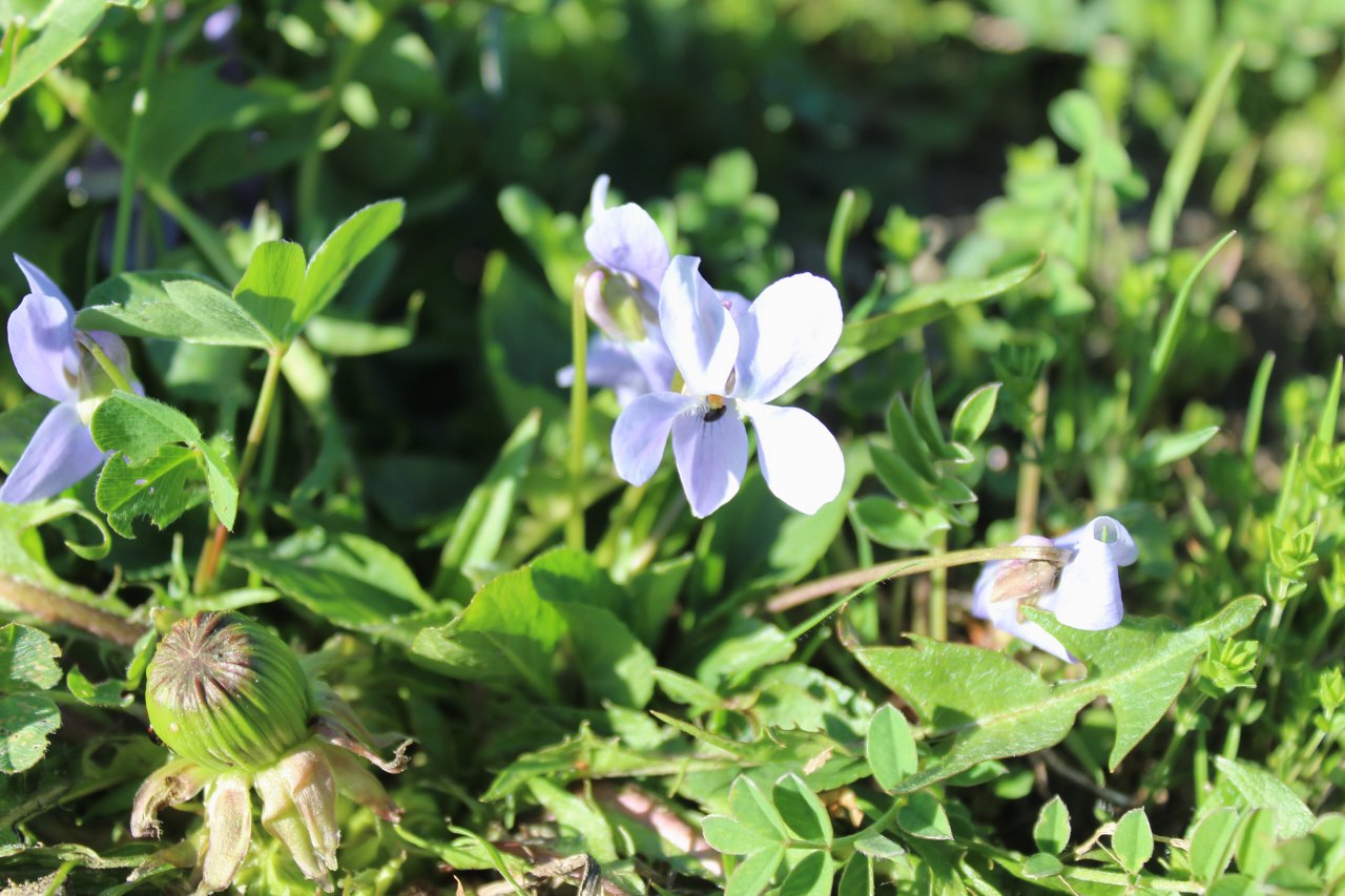 primavera in Valle d''Aosta; confronto con una rara e difficile Viola- REIMPOSTATO