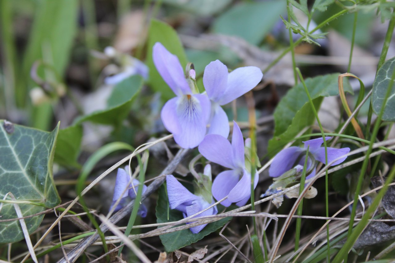 primavera in Valle d''Aosta; confronto con una rara e difficile Viola- REIMPOSTATO